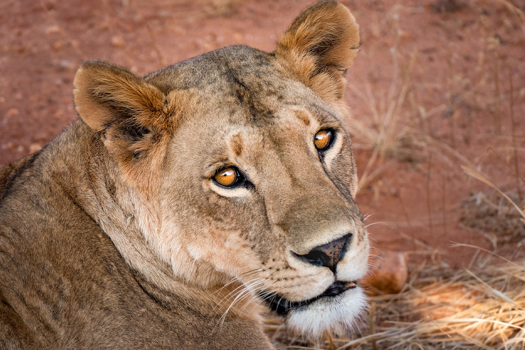 Why Choose Tanzania for Your Safari: Discover the Best Experience