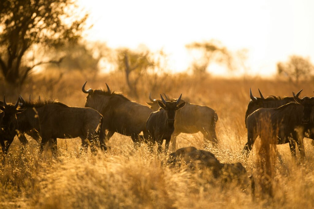 Great Migration