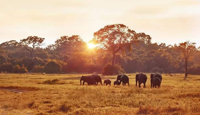 Ultimate Guide to Game Drives in Tanzania: Experience the Wild